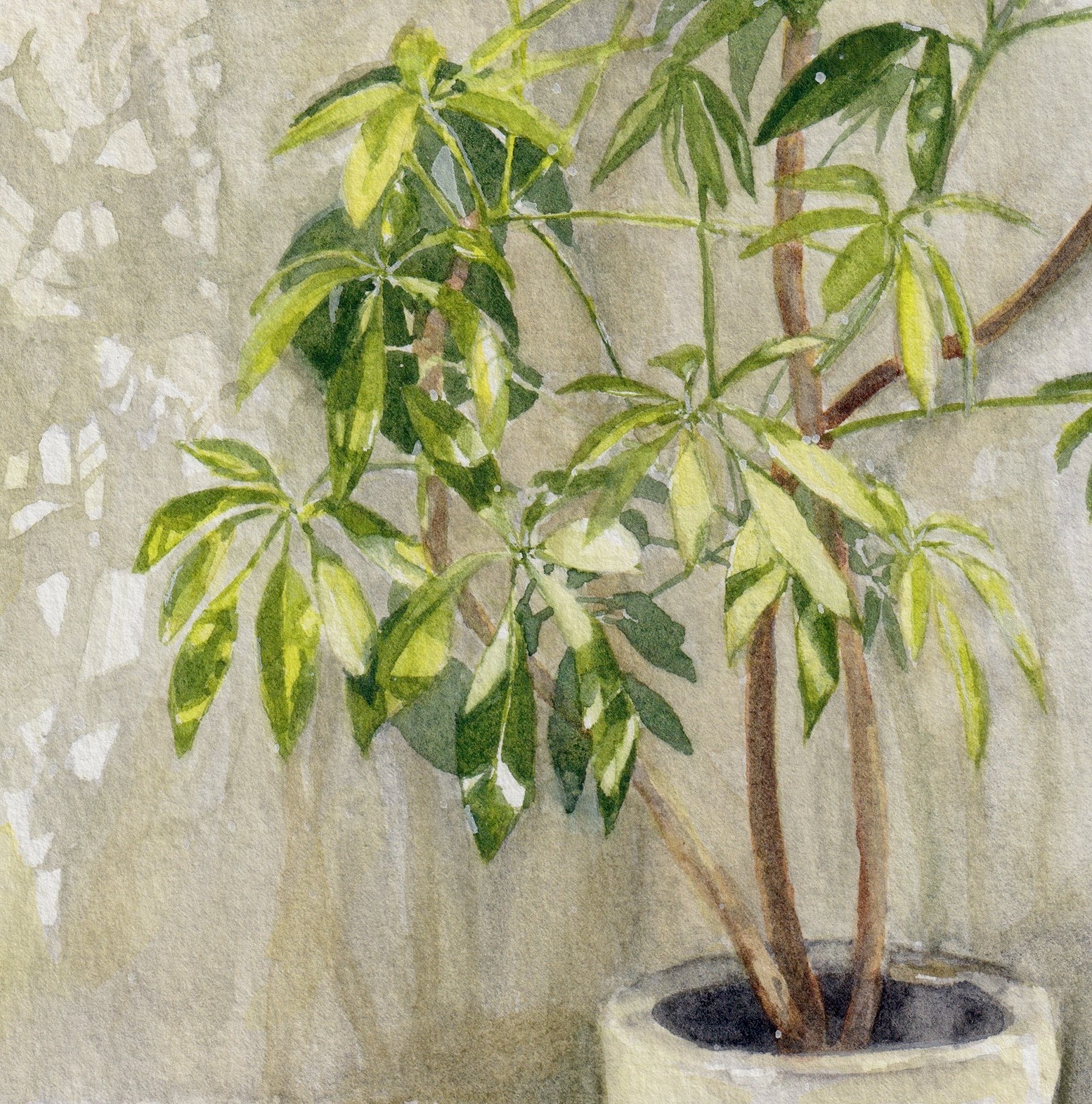 Plant shadows